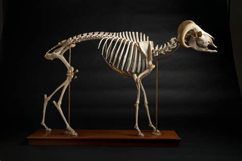 Ram Skeleton Image Credit Josh Franzoscarnegie Museum Of Natural