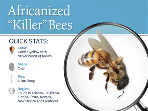 Africanized Killer Bees Information About African Bees
