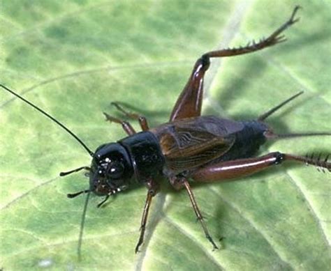 Crickets Hometeam Pest Defense