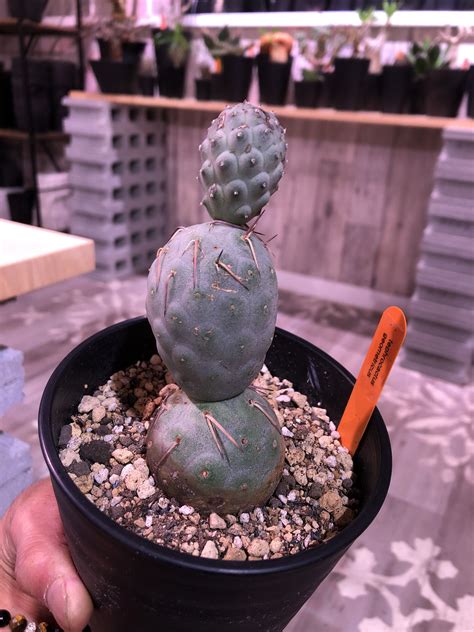 Tephrocactus Geometricus《m Size》 Plants Hol