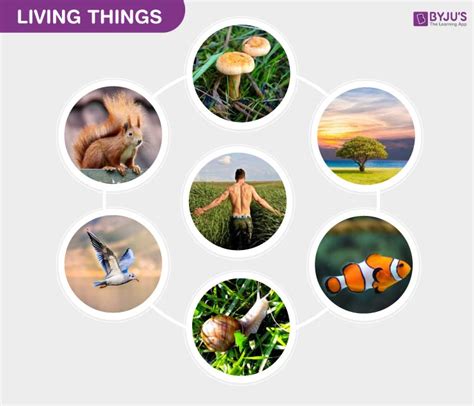Living Things Characteristics And Examples Of Living Things