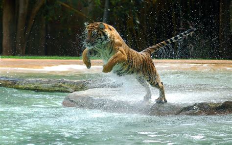 Tiger Desktop Backgrounds 65 Pictures
