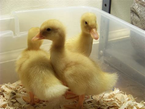 After that, you should move them to a brooder. 6 Easy Tips for Duck Brooding Success | Community Chickens