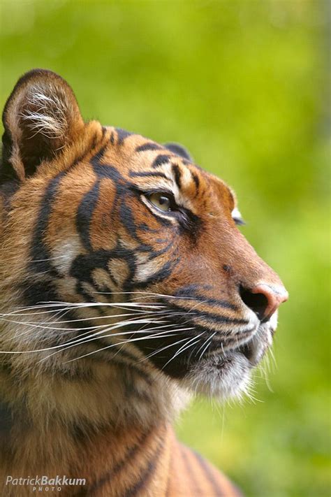 Pin By Zahidul Alam On Tigers Wild Cats Animals Animals Wild