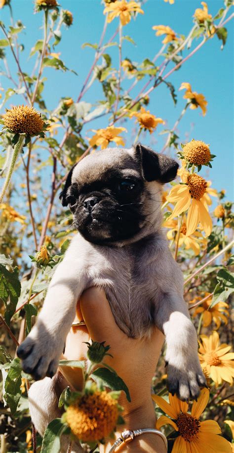 Pug Puppy Flower Wallpaper Tumblr Dog Wallpaper Pugpuppies Dog