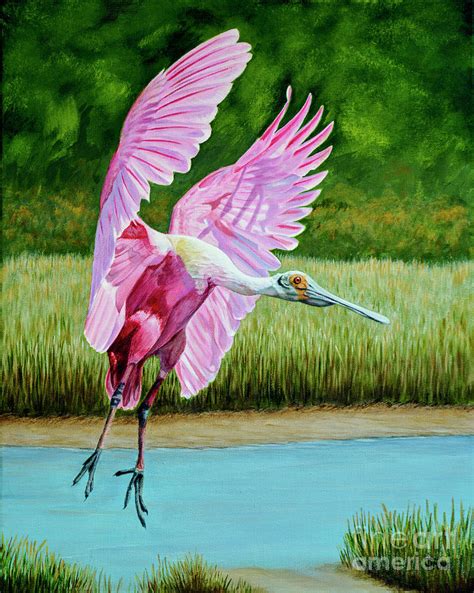 Roseate Spoonbill In The Marsh Painting By Jimmie Bartlett