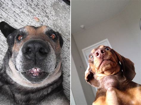 Dogs Taking Selfies