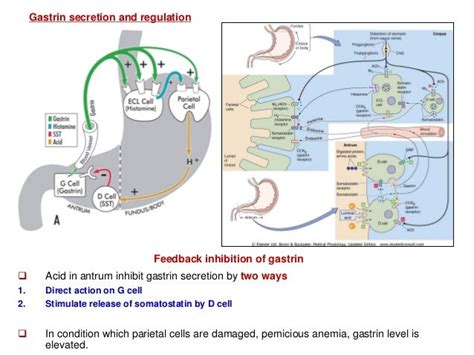 Gastrointestinal Hormones Gastrin Secretin And Cholecystokinin