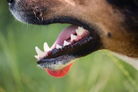 Why Do My Dogs Teeth Chatter Explaining What It Means And What To Do