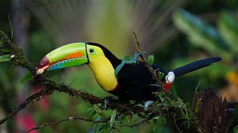 Toucan Tropical Parrot Bird Exotic Colors Wallpaper Hd
