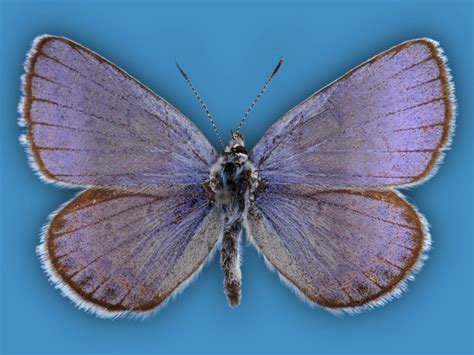 Karner Blue Butterfly Male Osu Bio Museum