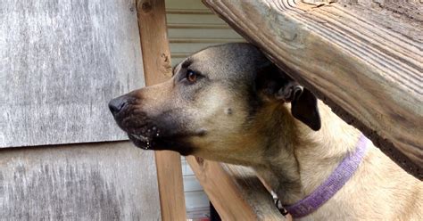 It's especially aggravating when your neighbor's dog likes to bark all night long, or lastly, the dog might bark at you every time you go in your yard because you don't go back there very often. Preventing Dog Reactivity with a Barrier ...