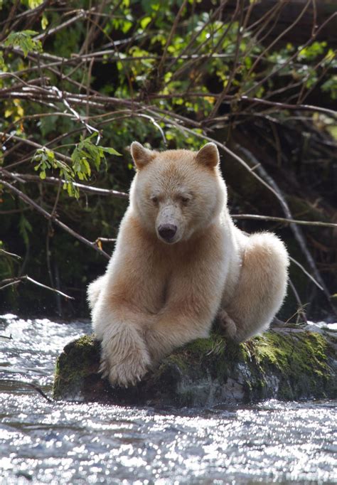 The Kermode Bear Also Known As The Spirit Bear ~ Is A Subspecies Of