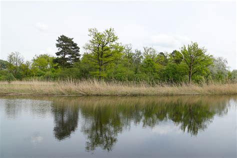 Free Images Tree Water Grass Marsh Swamp Lake River Reed Pond