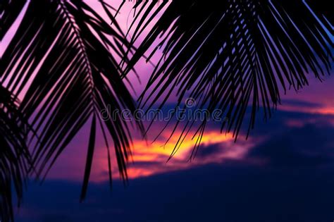 Asian Tropic Exotic Sunset Near Palms And Sea Beach Stock Photo Image