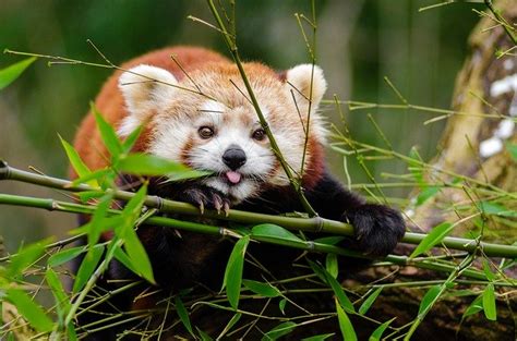 250 Cute And Funny Red Panda Names Animal Hype
