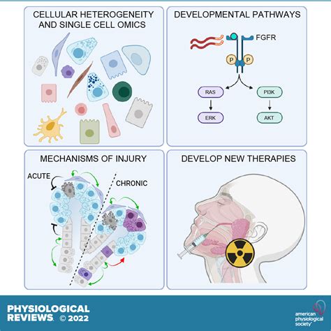 Salivary Gland Function Development And Regeneration Physiological