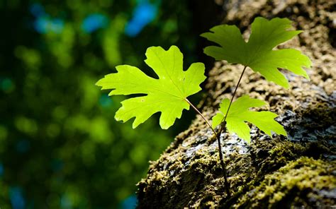 Green Leaves And Moss Macbook Air Wallpaper Download Allmacwallpaper