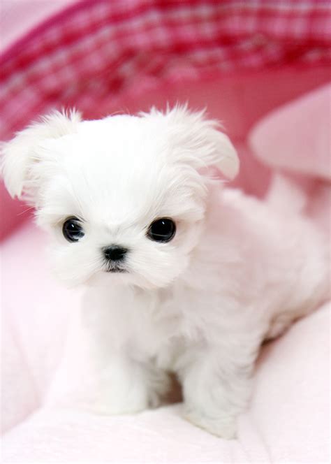 Adorable Teacup Maltese Puppy This Tiny Teacup Maltese