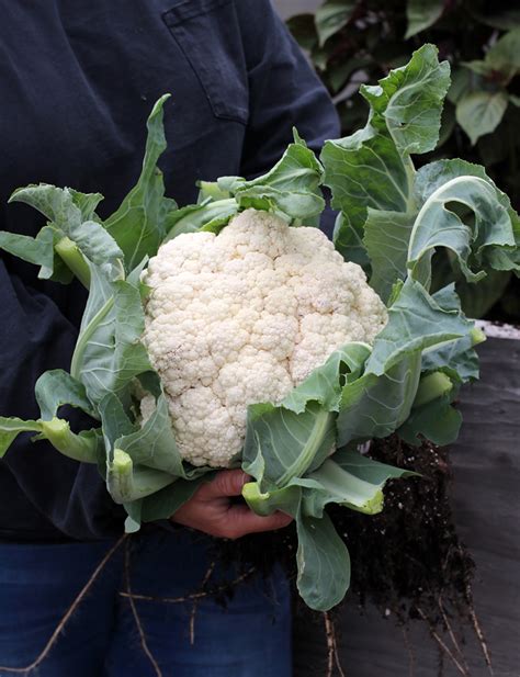 Cauliflower Snow Crown Buy Online At Annies Annuals