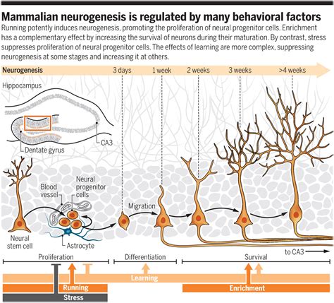 Adult Neurogenesis Factors Bright Brain Londons Eeg Neurofeedback