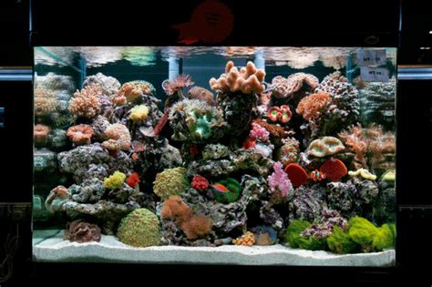 To choose an aquarium tank for aquascaping we must be aware of a couple of things like surface area, decorative aquariums, special aquariums, water heaters & thermometers gravel, and much. How should I aquascape my reef tank? — Practical ...
