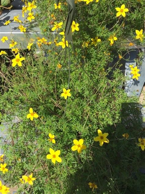 Yellow flowers (banner petal may be reddish). Threadleaf Coreopsis (coreopsis verticillata): This looks ...