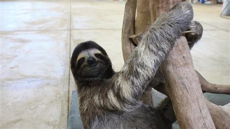 Sloths Eight Things You Didnt Know Au — Australias