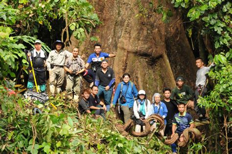 Borneo post online apk son sürüm indir için pc windows ve android (6.2.1). World's tallest tropical tree in Danum Valley | Borneo ...