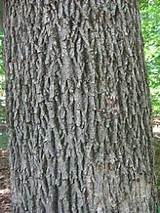 Types Of Wood In Georgia