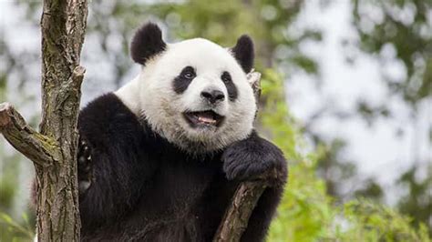 Giant Panda No Longer Endangered But Species Projected To Decline