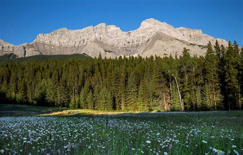 Wallpaper Forest The Sky Flowers Mountains Rocks Glade The Slopes