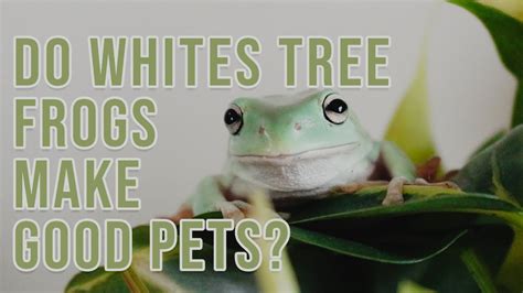 5 Reasons Whites Tree Frogs Make Good Pets Youtube