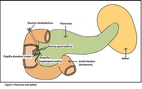 The Spleen Anatomy And Physiology Of The Spleen Zo Werkt Het Lichaam