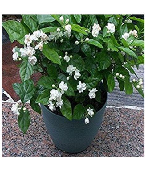 The plant produces aromatic yellow flowers in late winter when most of the plants went dormant. Live Nursery Jasmine (Motia) Mogra flower Indoor Flower ...