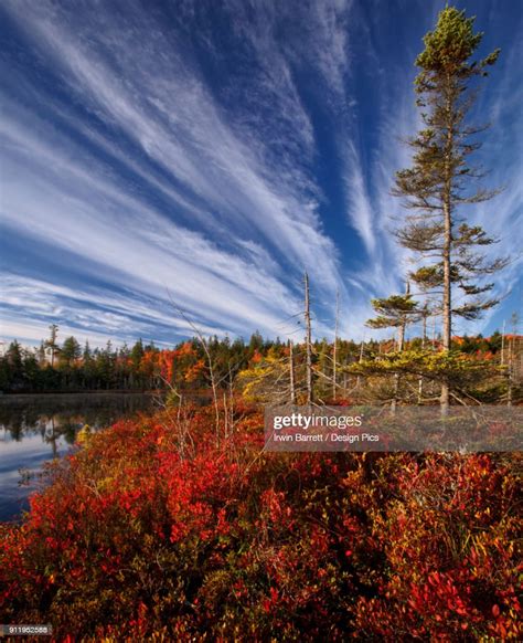 Autumn Coloured Foliage At Jacks Lake High Res Stock Photo Getty Images