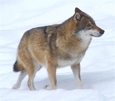 Abes Animals Differences Between Gray Wolves In North America