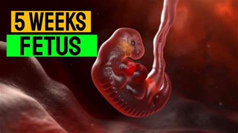 5 Weeks Pregnant Development । 5 Week Pregnancy Symptoms । Pregnancy