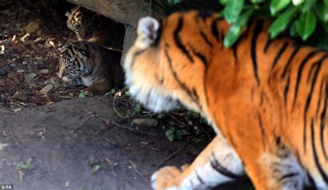 Three Week Old Sumatran Tiger Cubs Come Out To Play At Chester Zoo