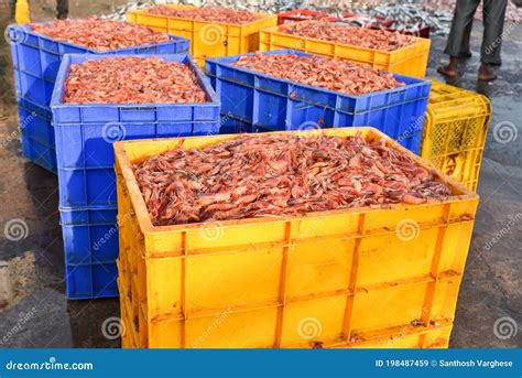 Seafood Lots Of Fresh Raw Prawns Or Shrimps Fish Market In Kerala