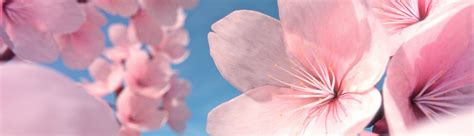 Tutorial How To Make Cherry Blossom Flowers Blendernation