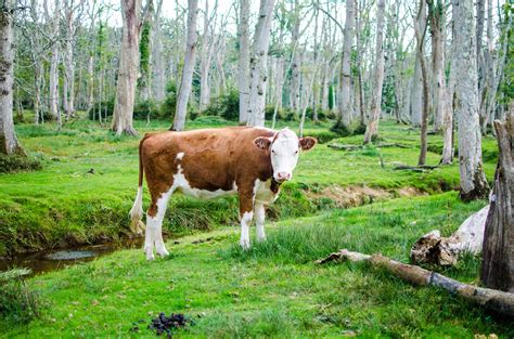 Free Images Forest Grass Farm Meadow Animal Pasture Grazing