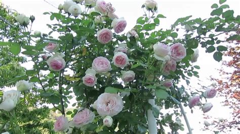 Pierre De Ronsard Rose In My Garden Youtube