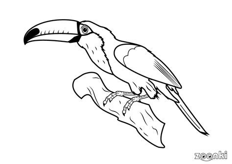 colouring-pages-toucan-zoonki-001 in 2021 | Colouring 