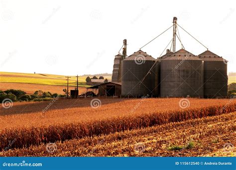 Corn Field And Storage Silos In The South Of Brazil Stock Photo