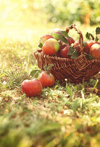 Basket Of Apples Stock Photos Pictures And Royalty Free Images Istock