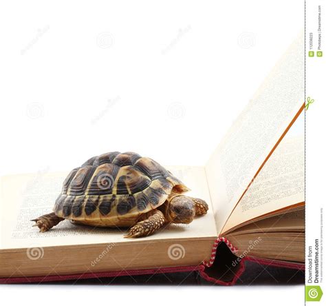 Turtle Reading A Book In White Background Stock Image Image Of
