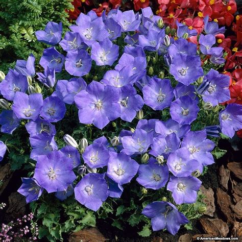 Rapido Blue Bellflower Spring Plants Perennials Purple