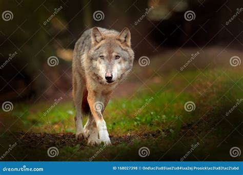 Gray Wolf Canis Lupus In The Spring Light In The Forest With Green