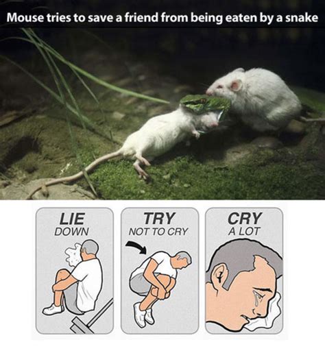 Mice Friends Lie Down Try Not To Cry Cry A Lot Know Your Meme